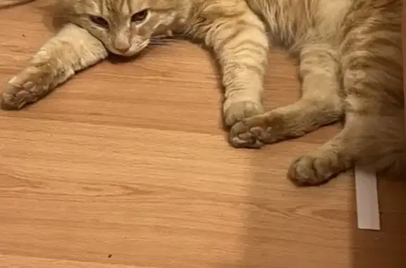 Кошка найдена: ул. Кирова, 130А, Волгоград