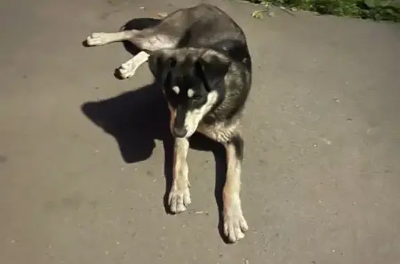 Собака найдена: Индустриальная, 3, Омск