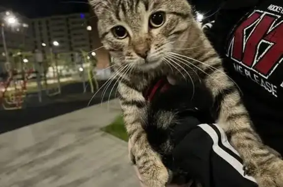 Найдена кошка, Нижний Новгород, фото: Кошка найдена, ул. Б. Видяева, Н. Новгород