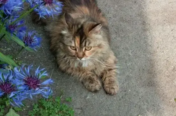 Найденные животные Петрозаводск, фото: Кошка найдена: Средний пер., 11, Петрозаводск