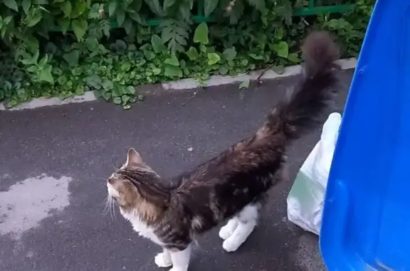 Кошка найдена: Пролетарская 22А, Тула