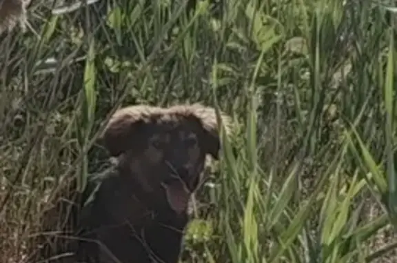 Собака найдена: ул. Добролюбова, 45, Волгоград