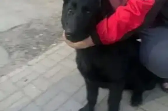 Найдена собака, , фото: Найдена собака, Комсомольская 10, Никольское