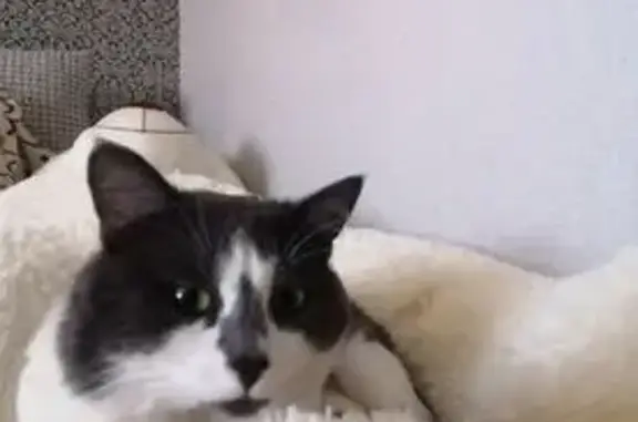 Кошки потеряшки, Ульяновск, фото: Потеряшка кот, Ульяновск, парк 40-летия ВЛКСМ