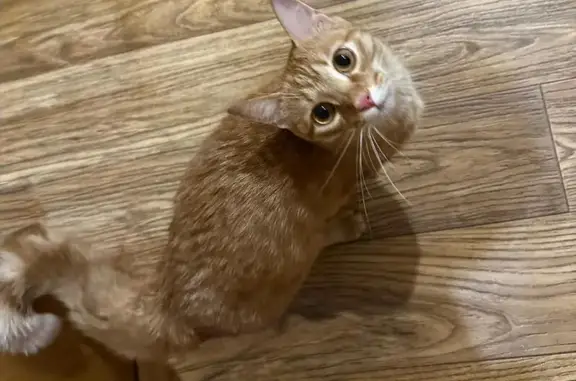 Найдена кошка, Уфа, фото: Найдена кошка, Уфа, ул. Чудинова, 16