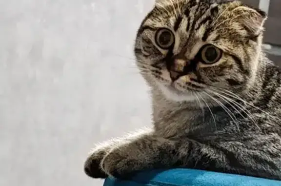 Пропала кошка, Ульяновский пр., 4, Крск
