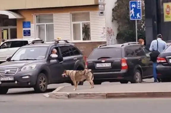Найдена собака, Уфа, фото: Найдена собака, Уфа, ул. 50-летия Октября, 2