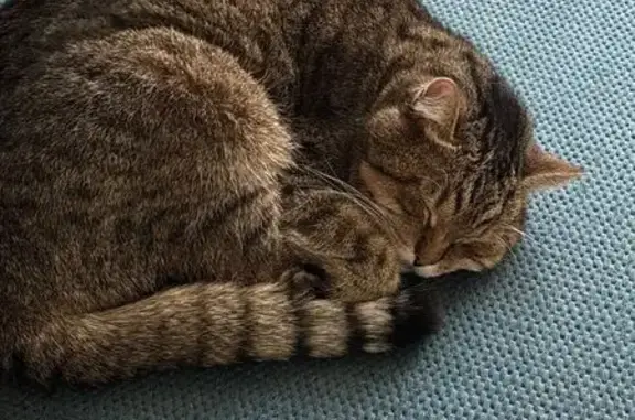 Потерянные животные Непряхинское, фото: Пропала кошка, Лесная ул., Непряхино