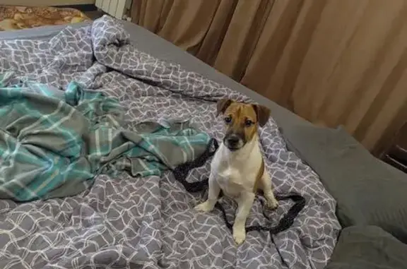 Собаки потеряшки, Северодвинск, фото: Потеряшка собака, Железнодорожная 3Б, С-вск