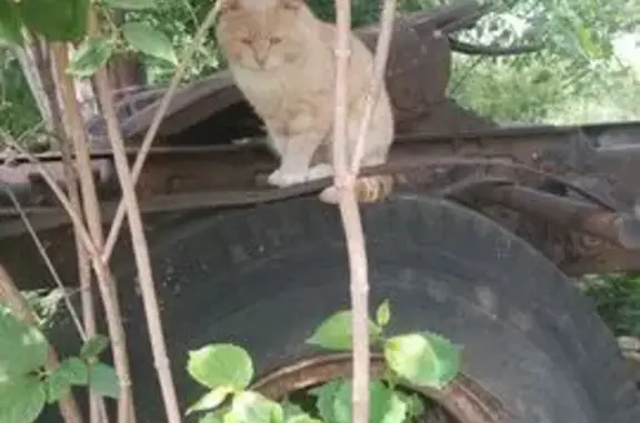 Найдена кошка, Ставрополь, фото: Крупный кот найден на Севрюкова, 106