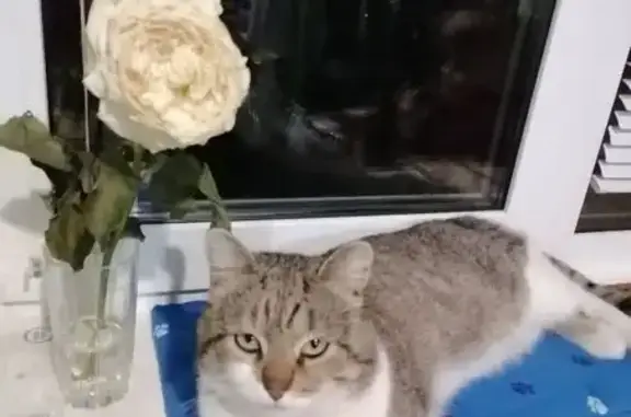 Пропала кошка, ул. Набережная реки Пензы