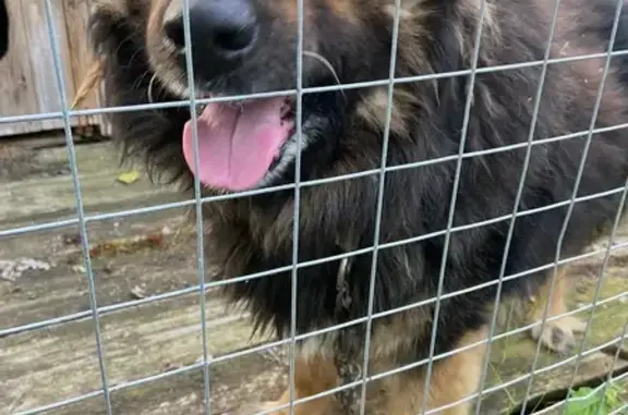 Собака найдена на Рабочей ул., 38/40, Осташков