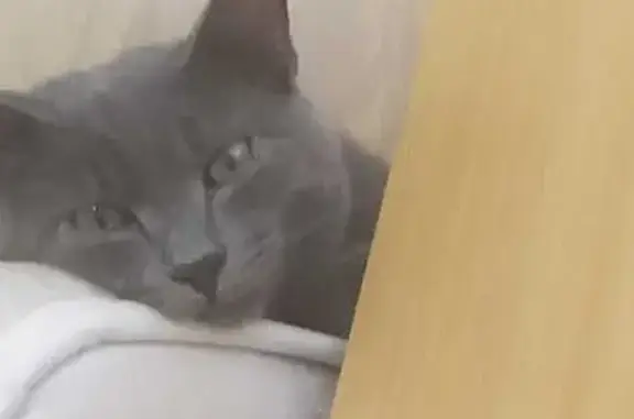 Пропала кошка, Чистый пер., 3А, Сатка