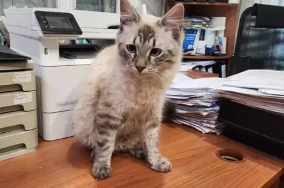 Найдена кошка, Вологда, фото: Кошка найдена у Воровского 84, Вологда