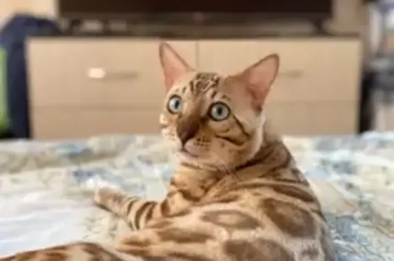 Пропала кошка, ул. Заветы Ильича, 22