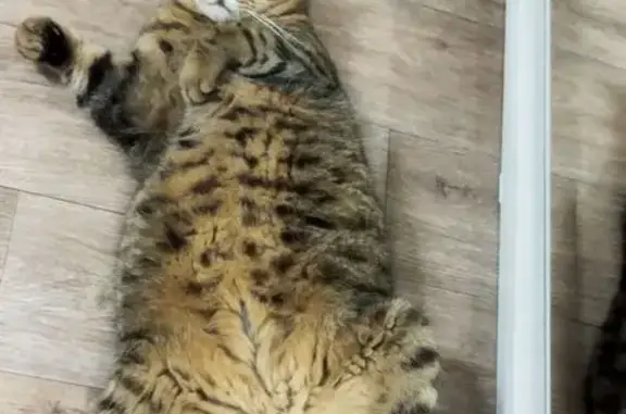 Кошки потеряшки, Воскресенка, фото: Потеряшка кошка: 27-я линия, Воскресенка