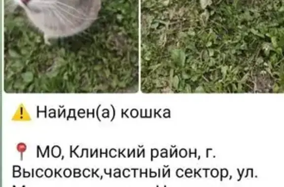 Найдена кошка, Высоковск, фото: Кошка найдена, ул. Мира, Высоковск