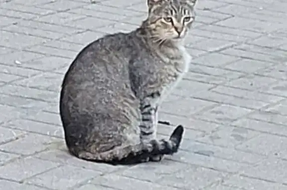 Кошка найдена: Заячий пер., 4 к4, СПб