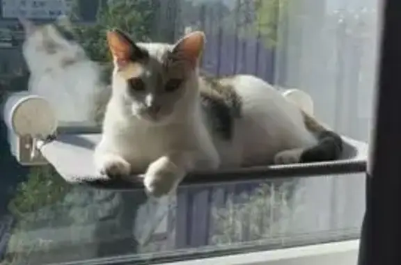 Пропала кошка Шатти, Яловенская ул.