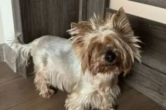 Найдена собака, Иркутск, фото: Йоркширский терьер найден: Кировская 1, Иркутск