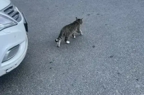 Кошка найдена у Азбуки Вкуса, Русаковская