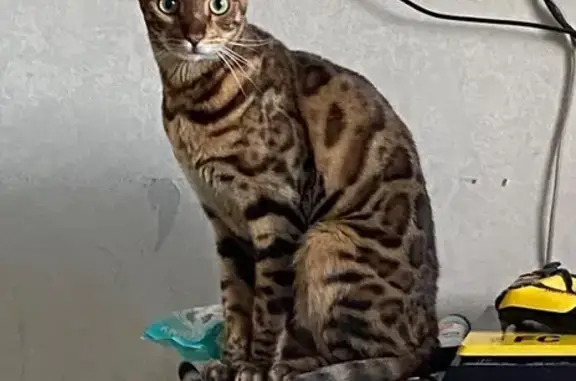 Кошки потеряшки, Челябинск, фото: Потеряшка кошка, Кисловодская 17, Челябинск