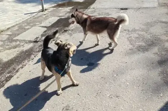 Хаски найдена на ул. 50 лет Октября, 23