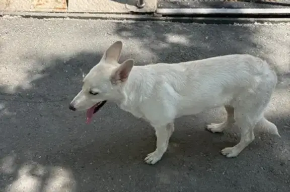 Собака ищет хозяина на Цвиллинга, 60