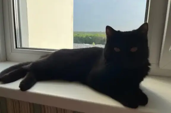 Черная кошка найдена, Беляева 18, Воронеж