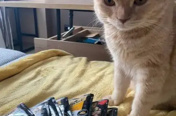 Пропала кошка, Октябрьская 10, Княгинино