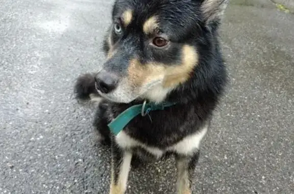 Хаска найдена: ул. Лазо, 18, Новокузнецк