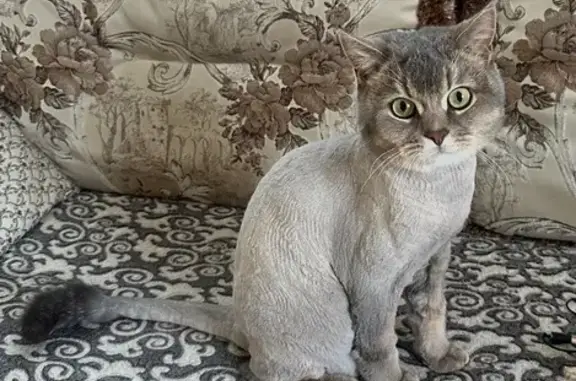 Потерянные животные Ставрополь, фото: Пропала кошка, Орловка 3, Ставрополь