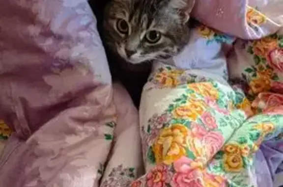 Пропала кошка