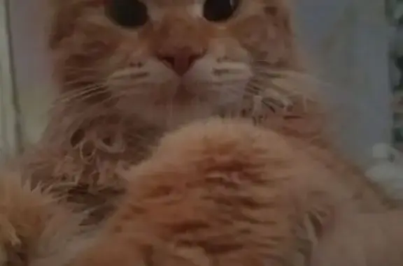 Пропала рыжая кошка, Лесная 25, Учалы