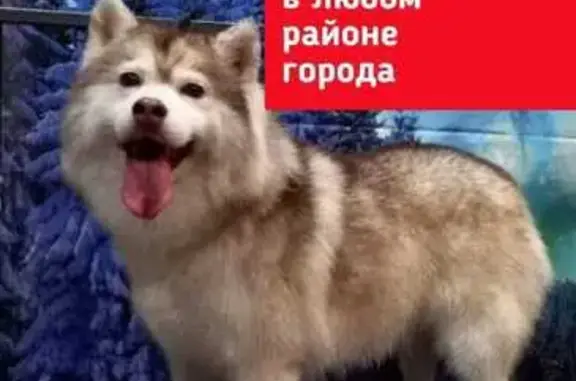 Пропала собака, пр. Канатчиков 14, Волгоград
