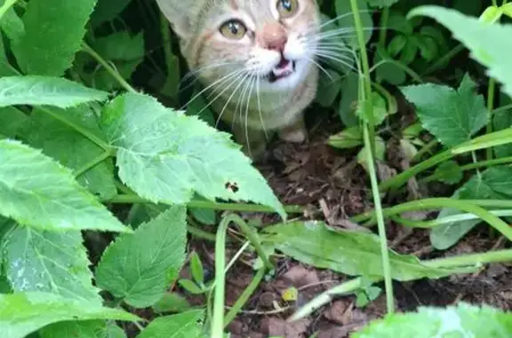 Котёнок найден у Скай Парка, ул. Космонавтов, 4