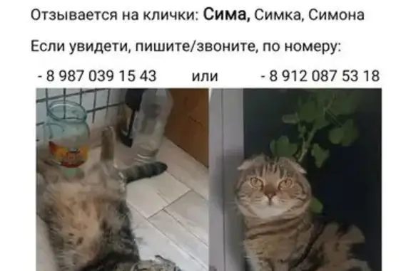 Пропала кошка, Уфа, Башкортостан