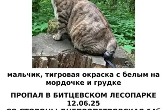 Пропала кошка, Москва