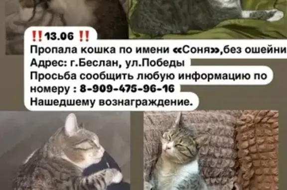 Кошки потеряшки, Беслан, фото: Потеряшка кошка, ул. Победы 98, Беслан