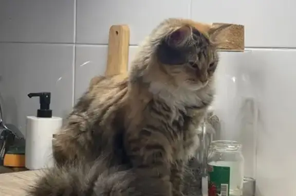 Пропала кошка, Реж