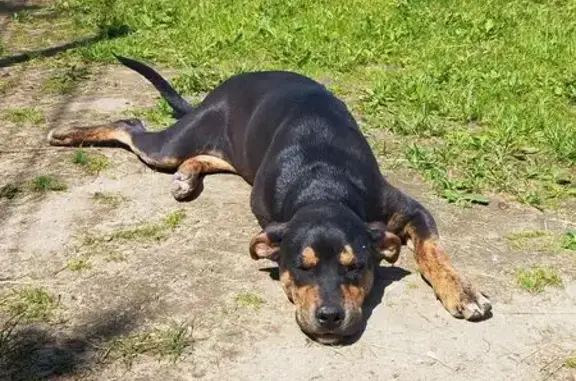Собака найдена: Московское шоссе, 15, Тверь