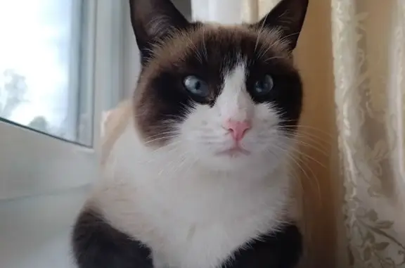 Кошки потеряшки, Кохма, фото: Потеряшка кошка, Артиллерийская 41, Кохма