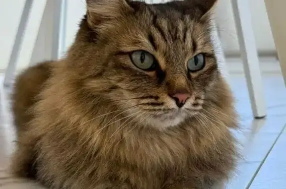 Кошки потеряшки, Павлодар, фото: Потеряшка кошка, Проезд Г, 1, Павлодар