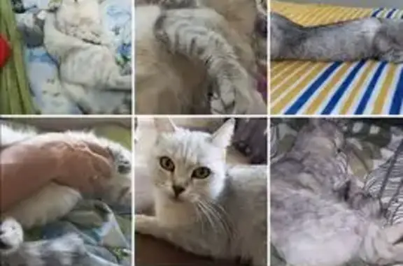Пропала кошка, Волгоград