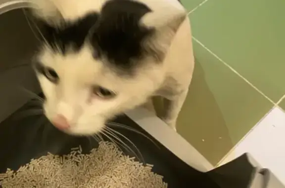 Найдена кошка, Уфа, фото: Найдена кошка, Революционная ул., Уфа