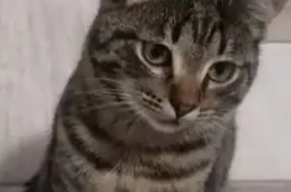 Кошки потеряшки, Кохма, фото: Потеряшка кошка, Артиллерийская 41, Кохма