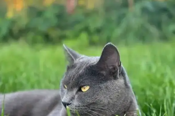 Пропала кошка, д. Лавреньтьево, МО