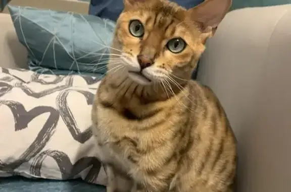 Кошки потеряшки, Ленинградская область, фото: Потеряшка кошка в Гаврилово, Ленобласть