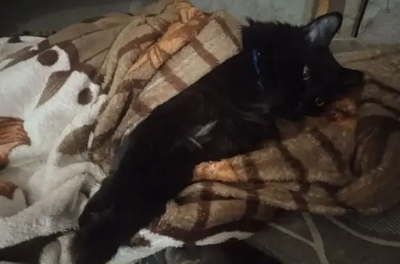 Кошки потеряшки, Нягань, фото: Потеряшка чёрная кошка, Нягань, 47