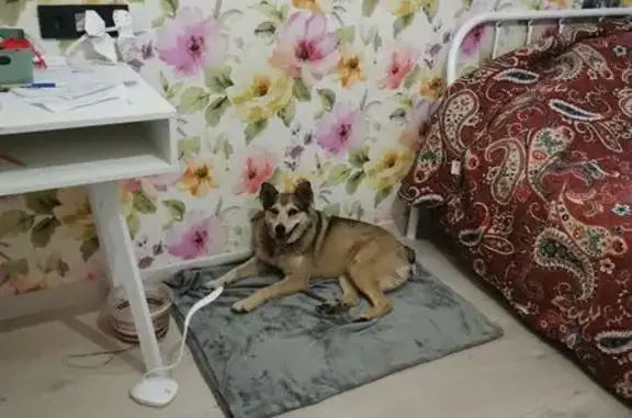 Собака найдена, Новгородская ул., Владимир